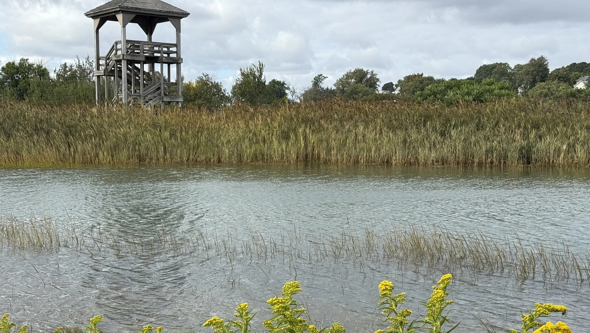 marsh-ezgif.com-webp-to-jpg-converter